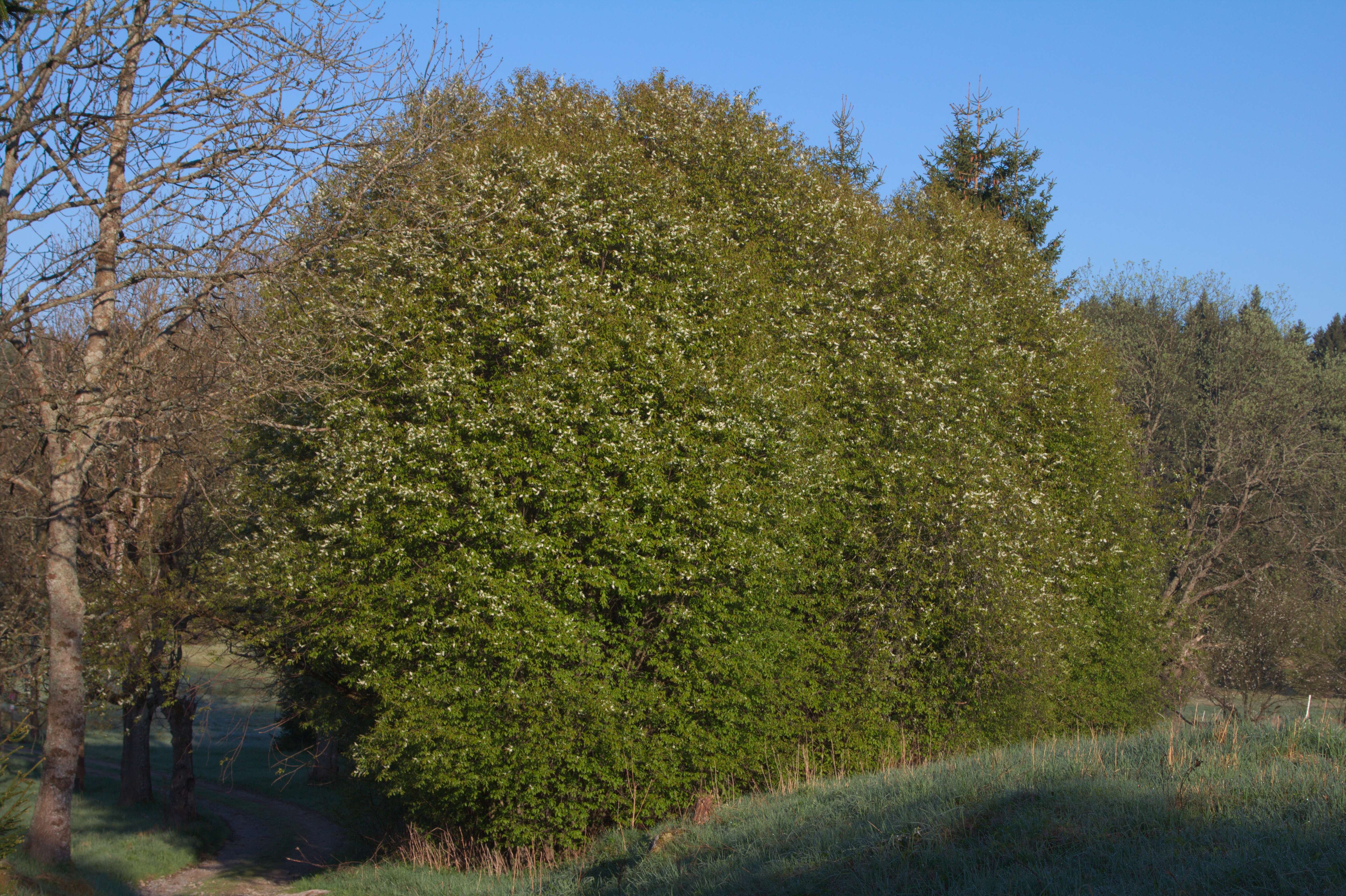 Image of Bird Cherry