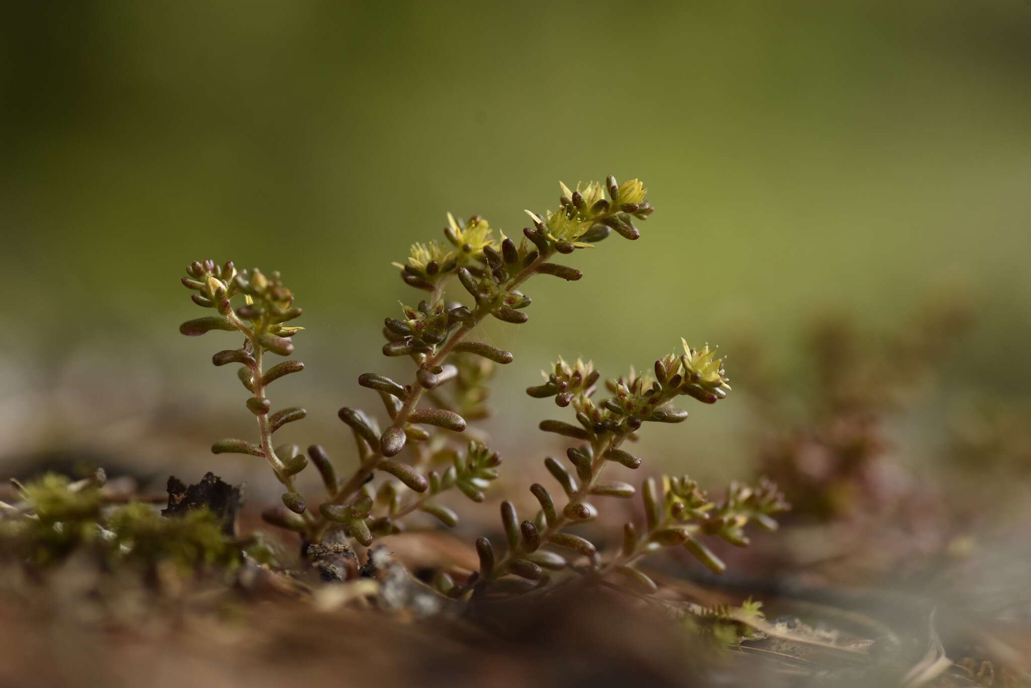 Imagem de Sedum annuum L.