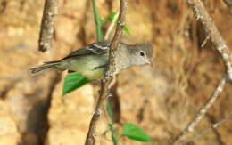 Image of Yellow-bellied Elaenia