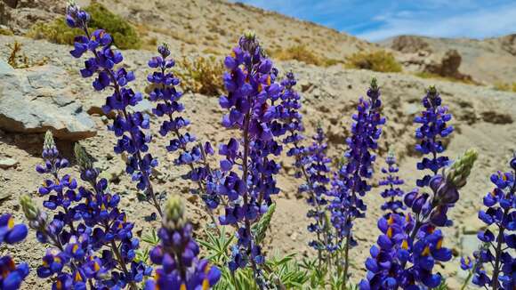 Imagem de Lupinus oreophilus Phil.