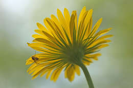 Doronicum pardalianches L. resmi