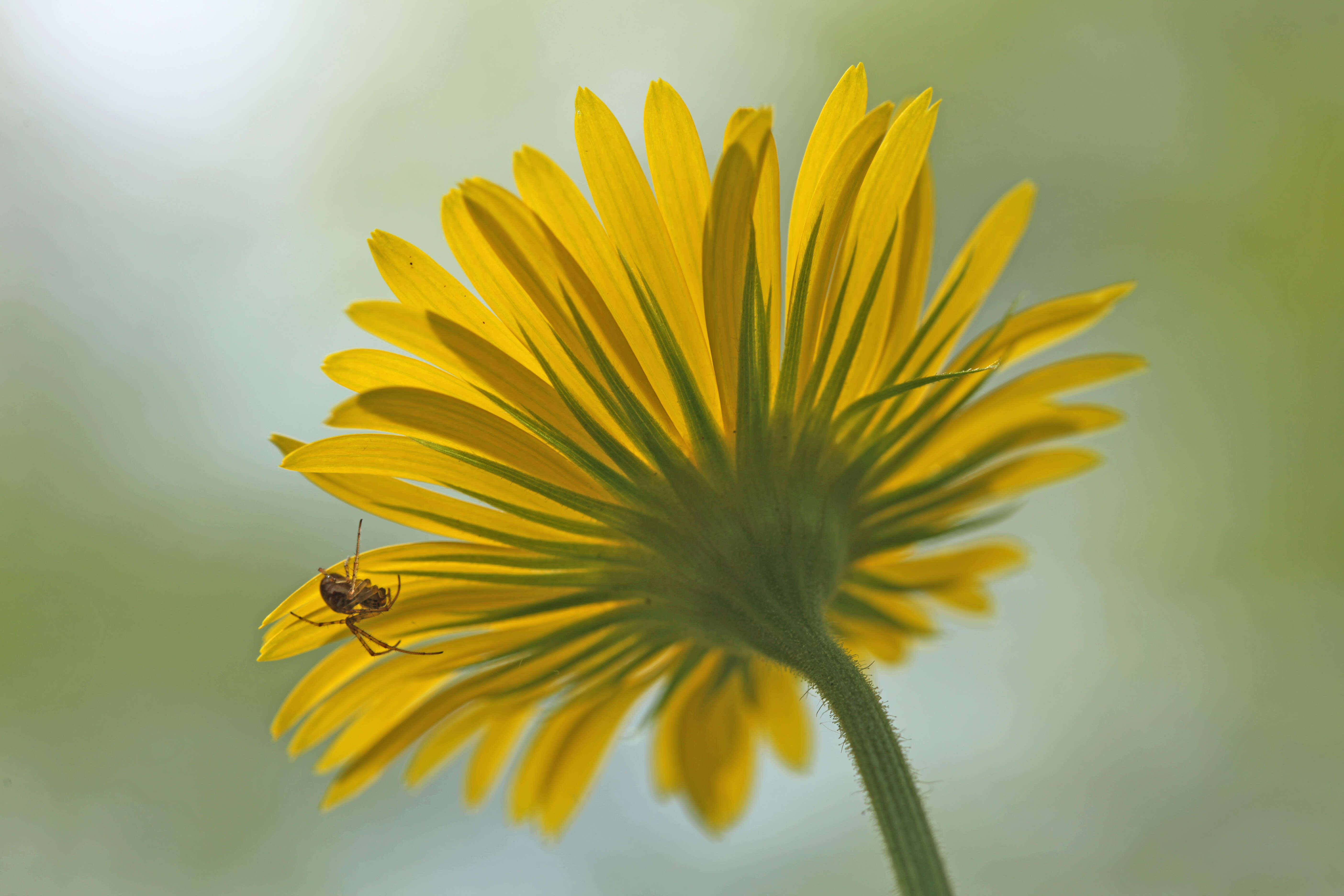 Doronicum pardalianches L. resmi