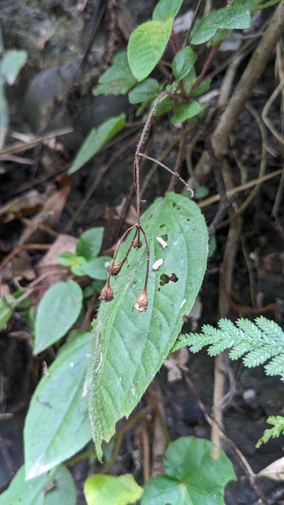 Image of Bredia dulanica C. L. Yeh, S. W. Chung & T. C. Hsu