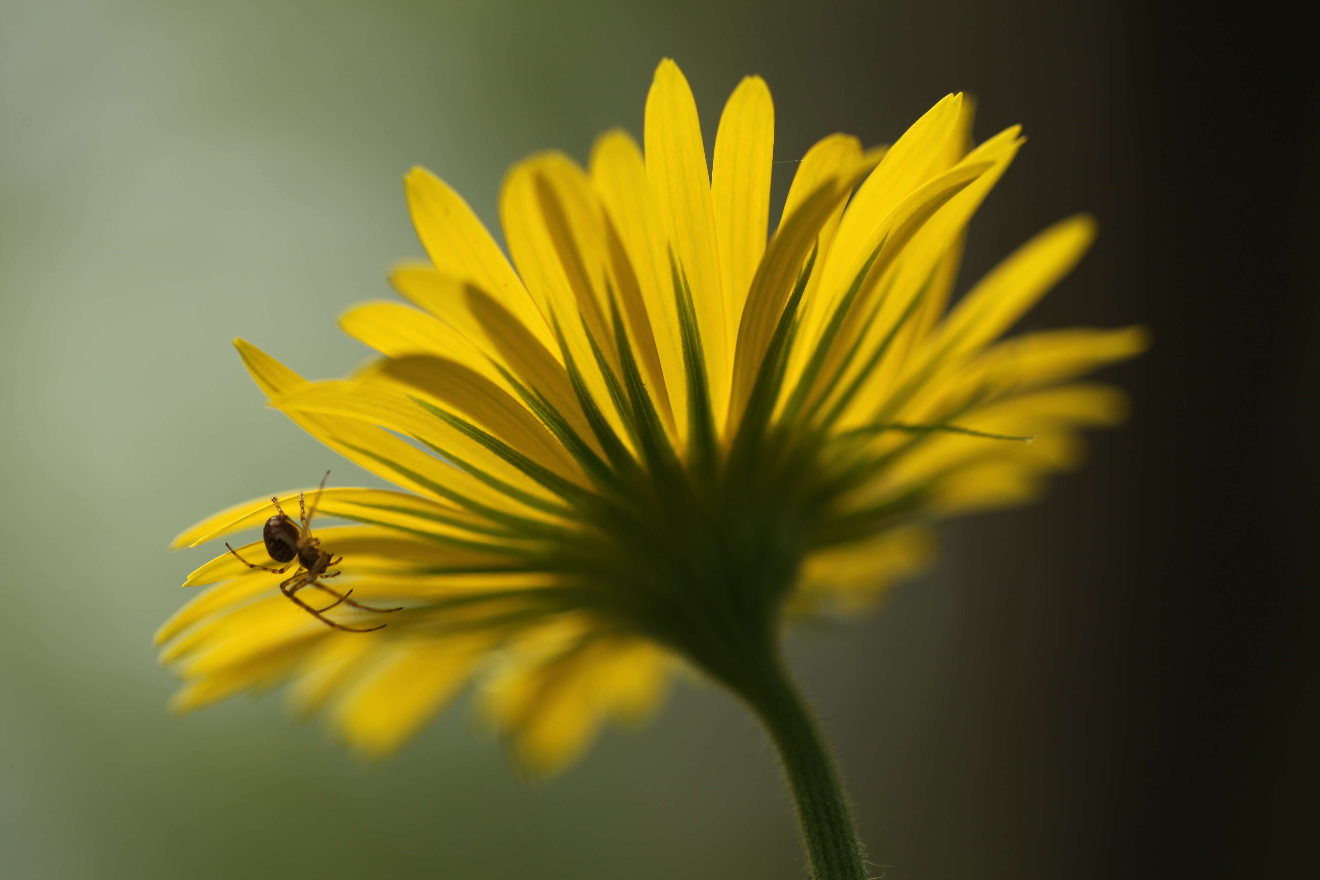 Doronicum pardalianches L. resmi