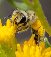 Image of Colletes ochraceus Swenk 1906