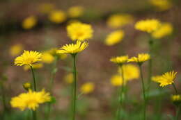 Doronicum pardalianches L. resmi