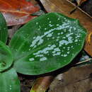 Image of Mesadenella cuspidata (Lindl.) Garay
