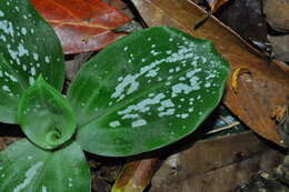 Image of Mesadenella cuspidata (Lindl.) Garay