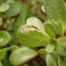 Plancia ëd Schizocerella pilicornis (Holmgren)