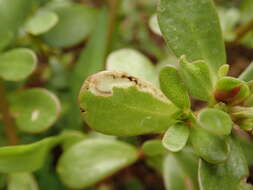 Image of Schizocerella pilicornis (Holmgren)