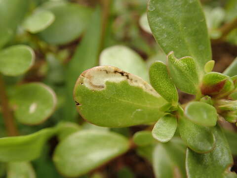 Imagem de Schizocerella pilicornis (Holmgren)