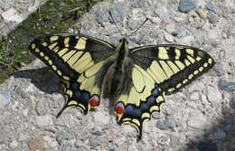 Image of Old World Swallowtail