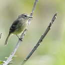 Image of Olive-chested Flycatcher