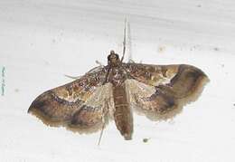 Image of Ornate Hydriris Moth