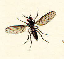 Image of opetiid flat-footed flies