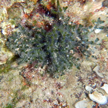 Image of Codium vermilara