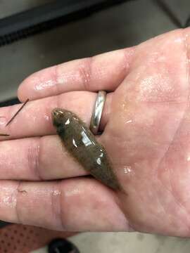 Image of Blackcheek Tonguefish