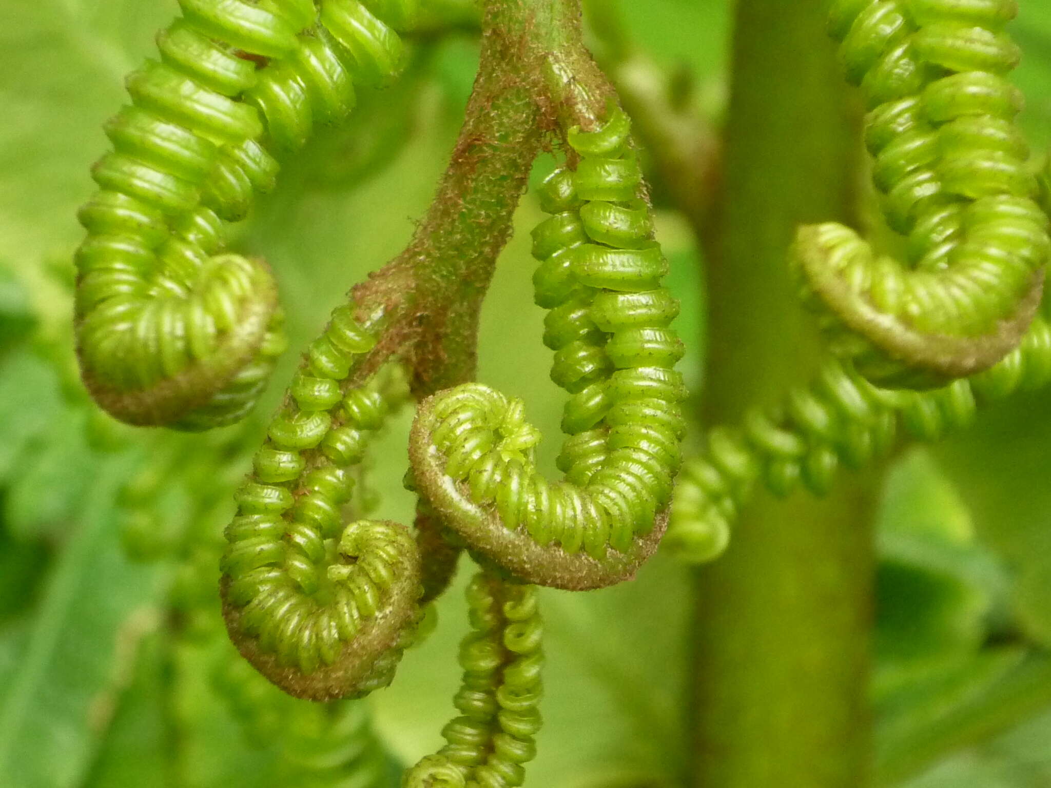 Image of angiopteris fern