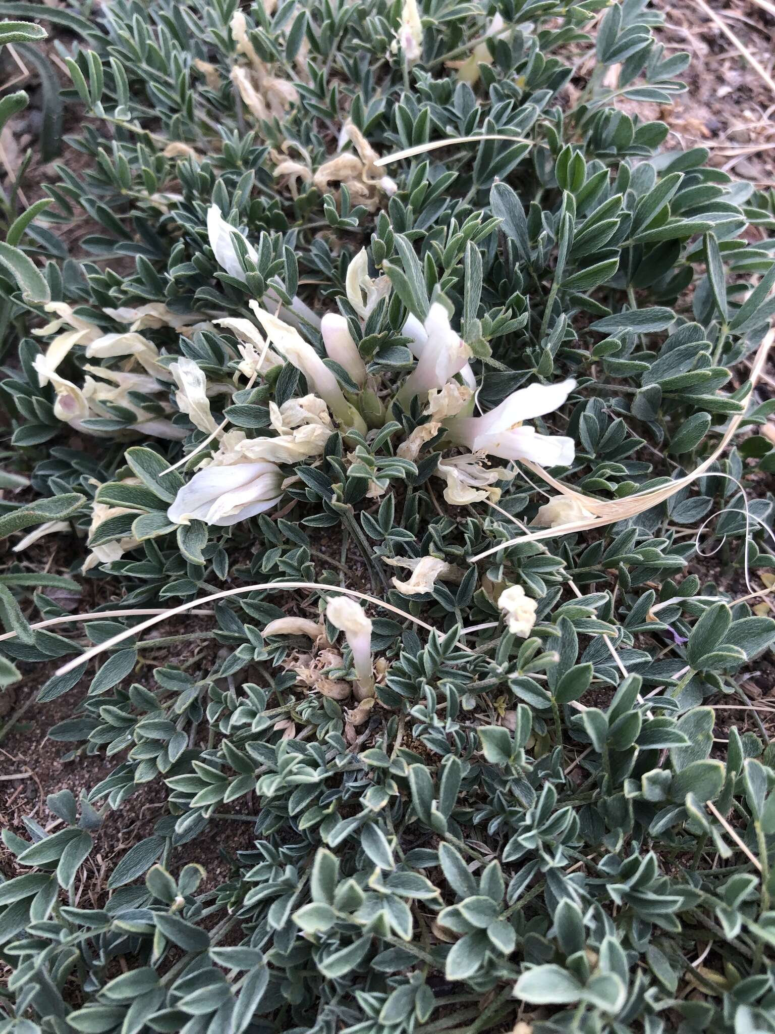 Image of Astragalus brevifolius Ledeb.