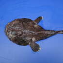 Image of Threadfin angler