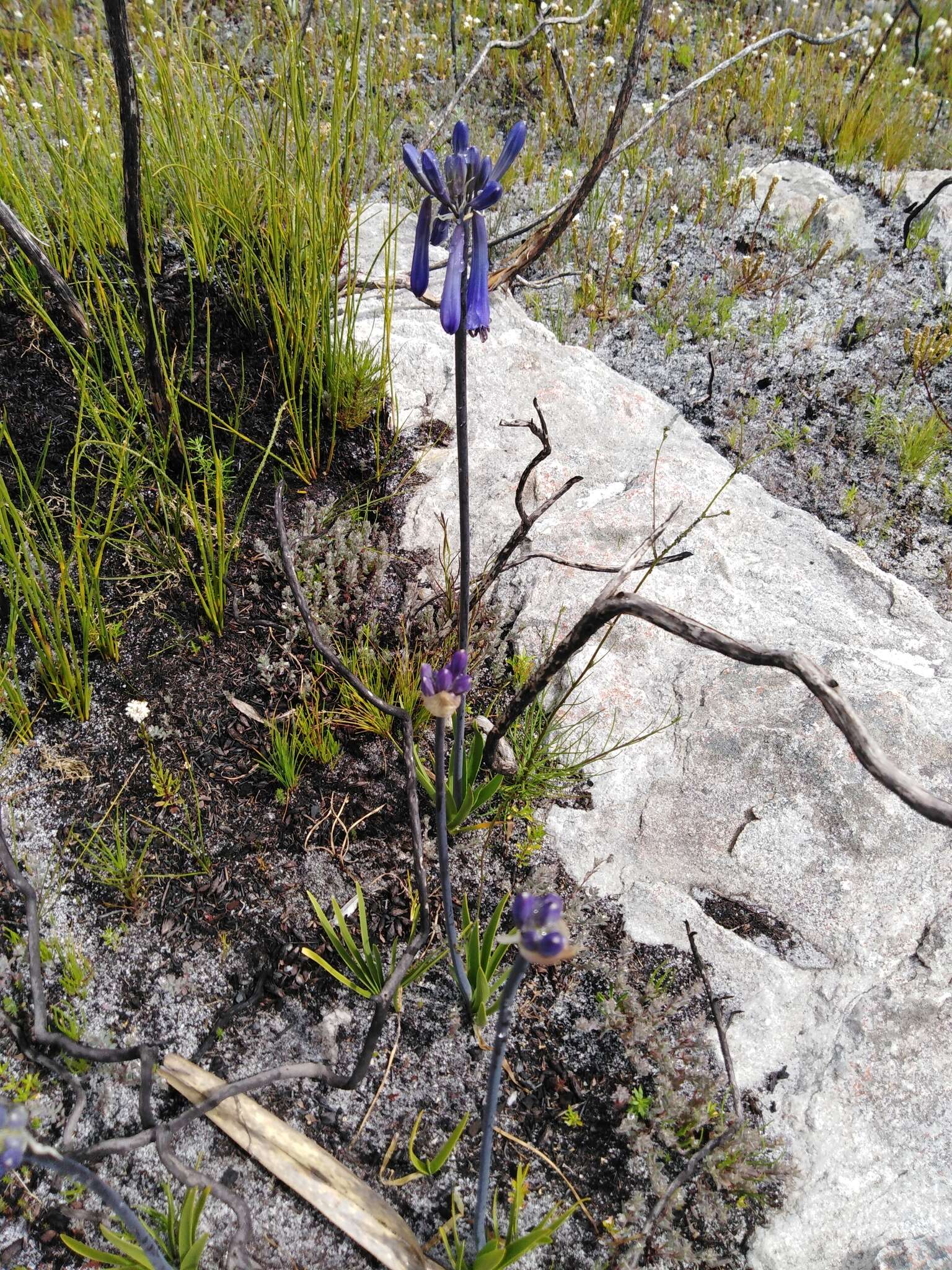 صورة Agapanthus walshii L. Bolus