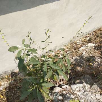 صورة Buddleja sessiliflora Kunth