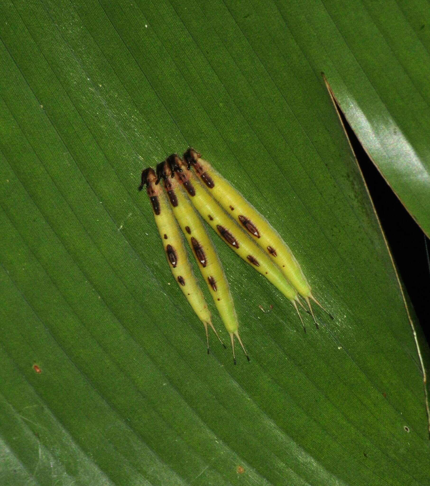 Imagem de <i>Caligo <i>brasiliensis</i></i> brasiliensis