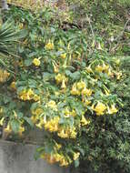 Image of Brugmansia aurea Lagerh.
