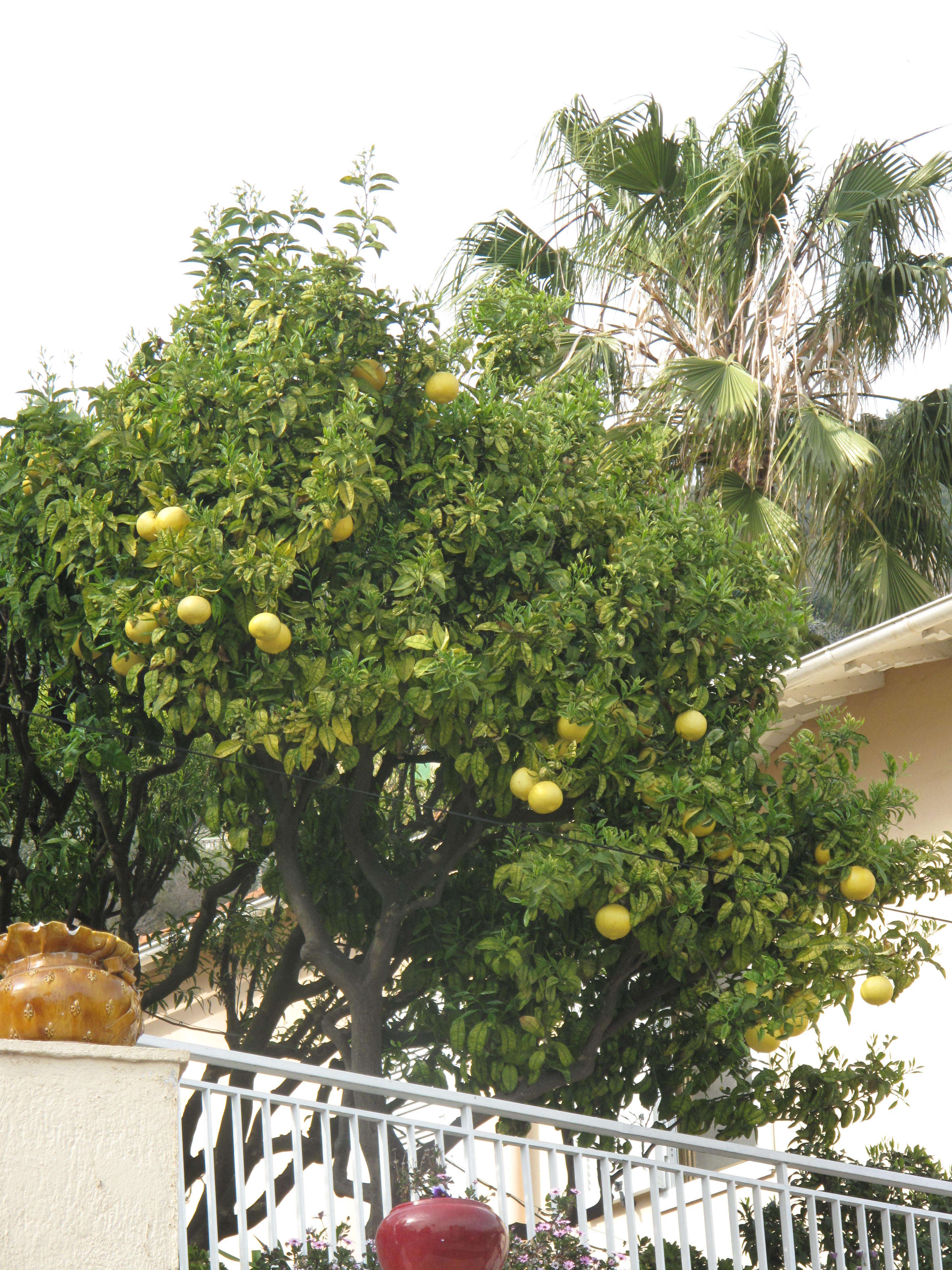 Image of Citrus maxima