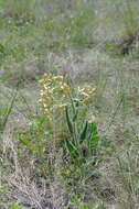 Image of Hesperis tristis L.