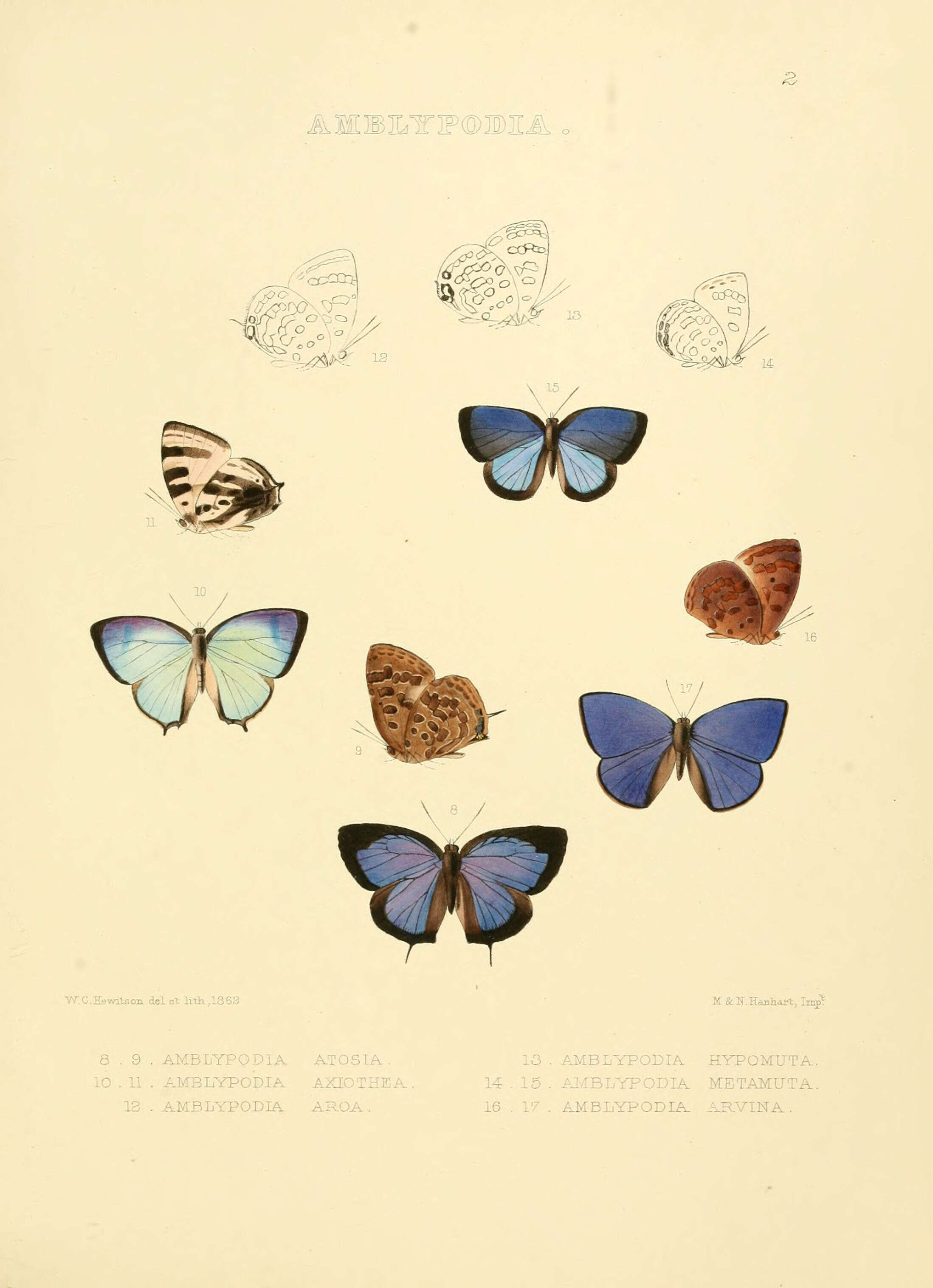 Plancia ëd Arhopala atosia (Hewitson (1863))