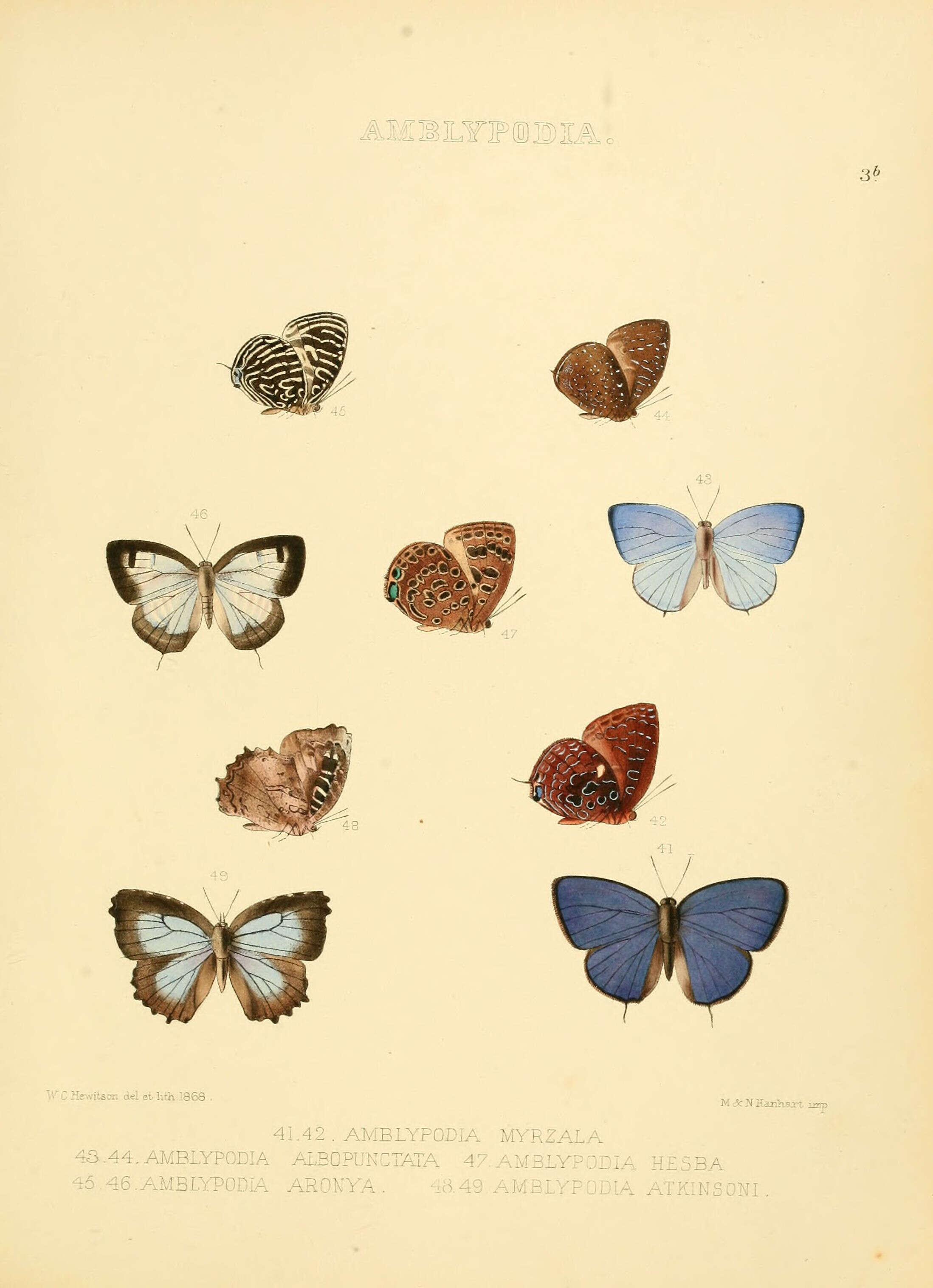 Image of Apporasa atkinsoni (Hewitson (1869))