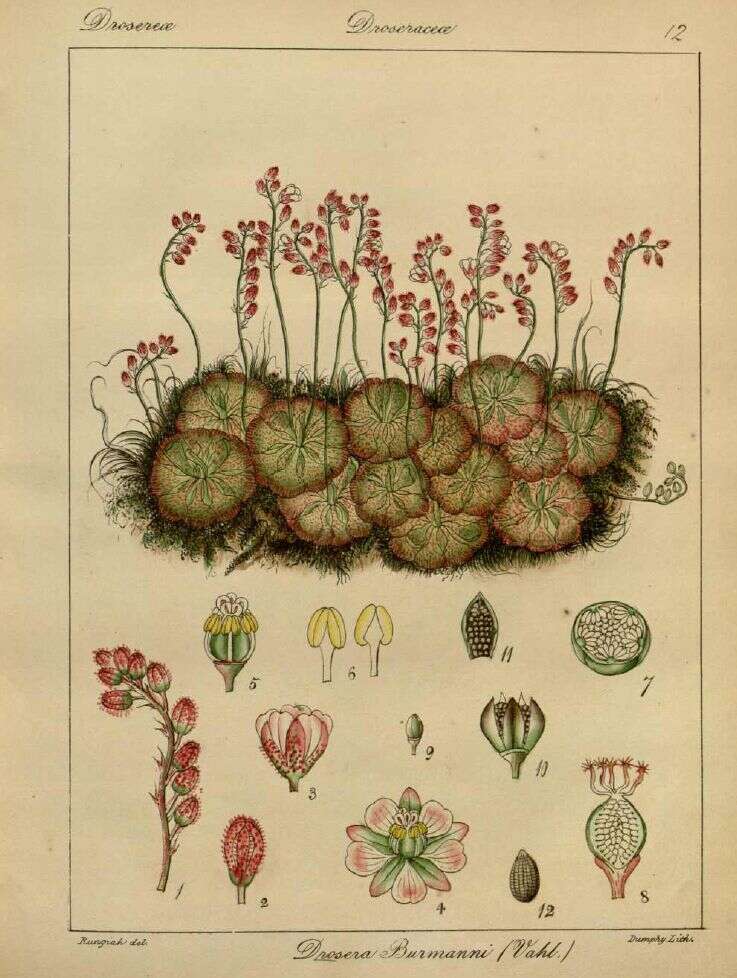 Image of Drosera burmanni