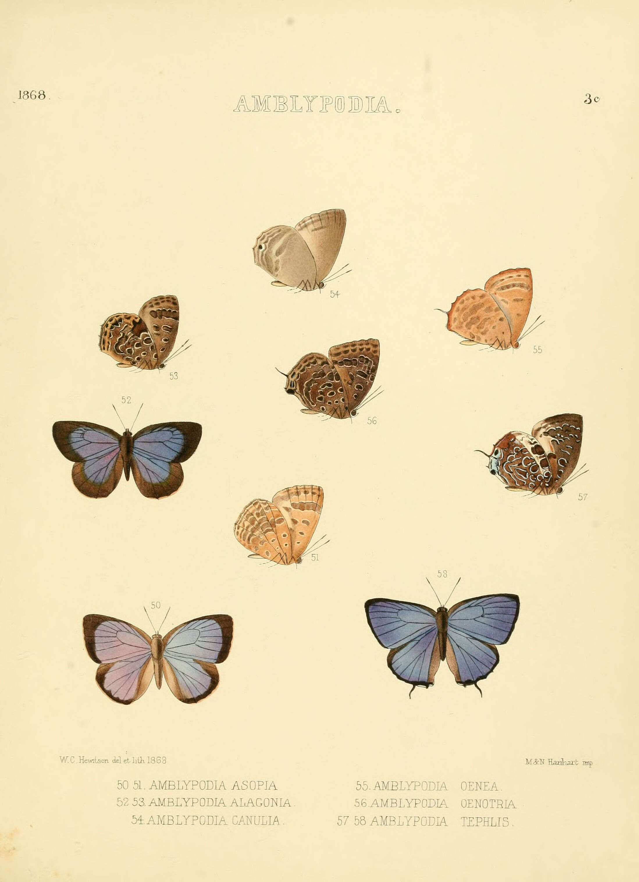 Plancia ëd Arhopala alaconia (Hewitson (1869))