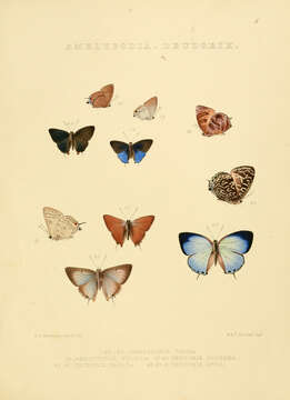 Plancia ëd Amblypodia theba Hewitson 1863