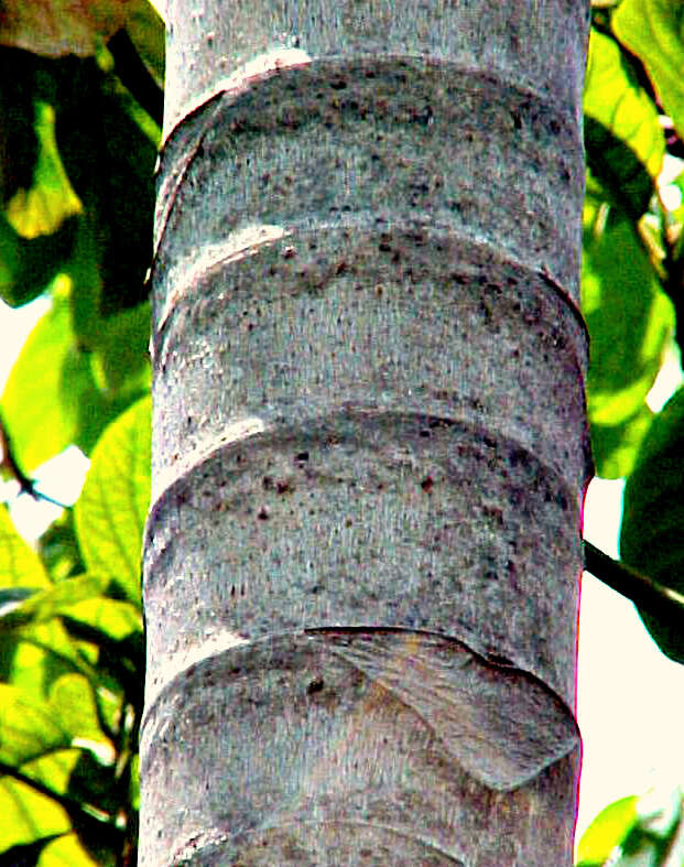 Image of Yagrumo Hembra, Trumpet-Tree