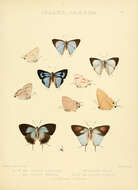 Imagem de Tajuria cyrillus (Hewitson (1865))