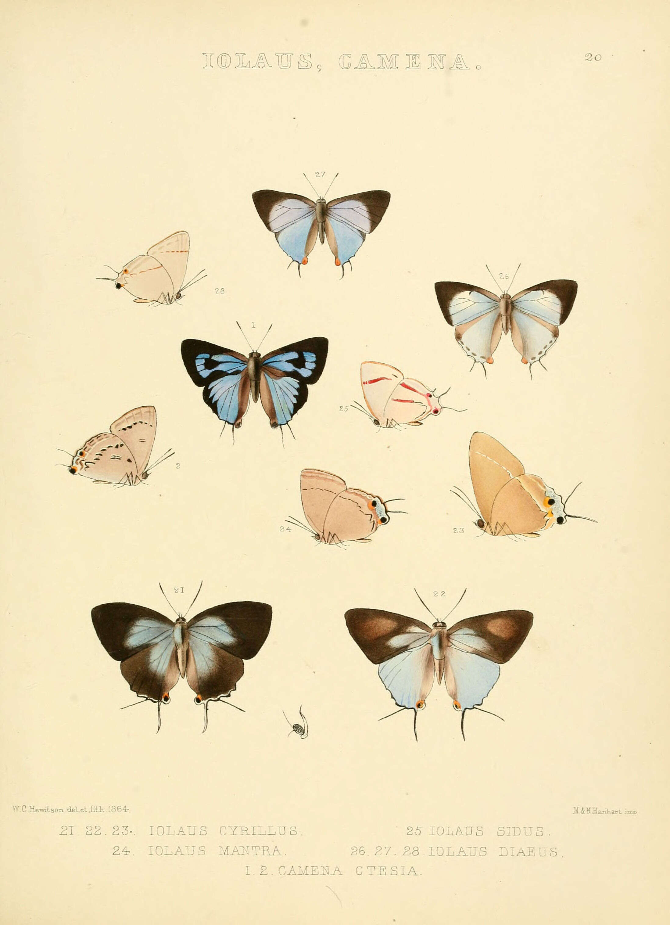 Imagem de Tajuria cyrillus (Hewitson (1865))