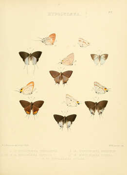 Image of Hypolycaena sipylus Felder 1860