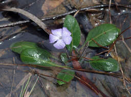 Sivun Brunoniella acaulis (R. Br.) Bremek. kuva