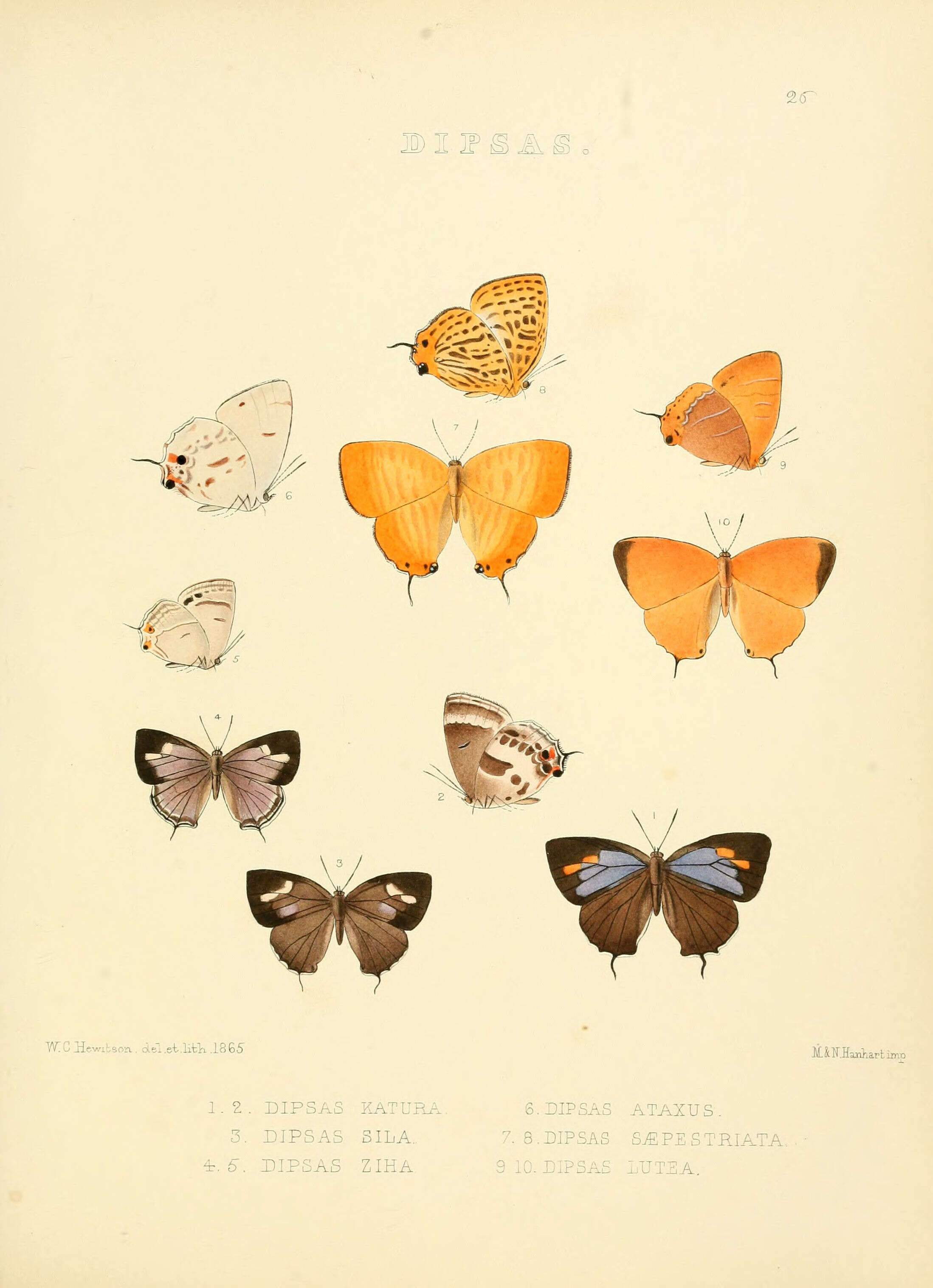 Image of Japonica saepestriata (Hewitson 1865)