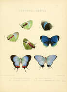 Image of Theorema eumenia Hewitson 1865