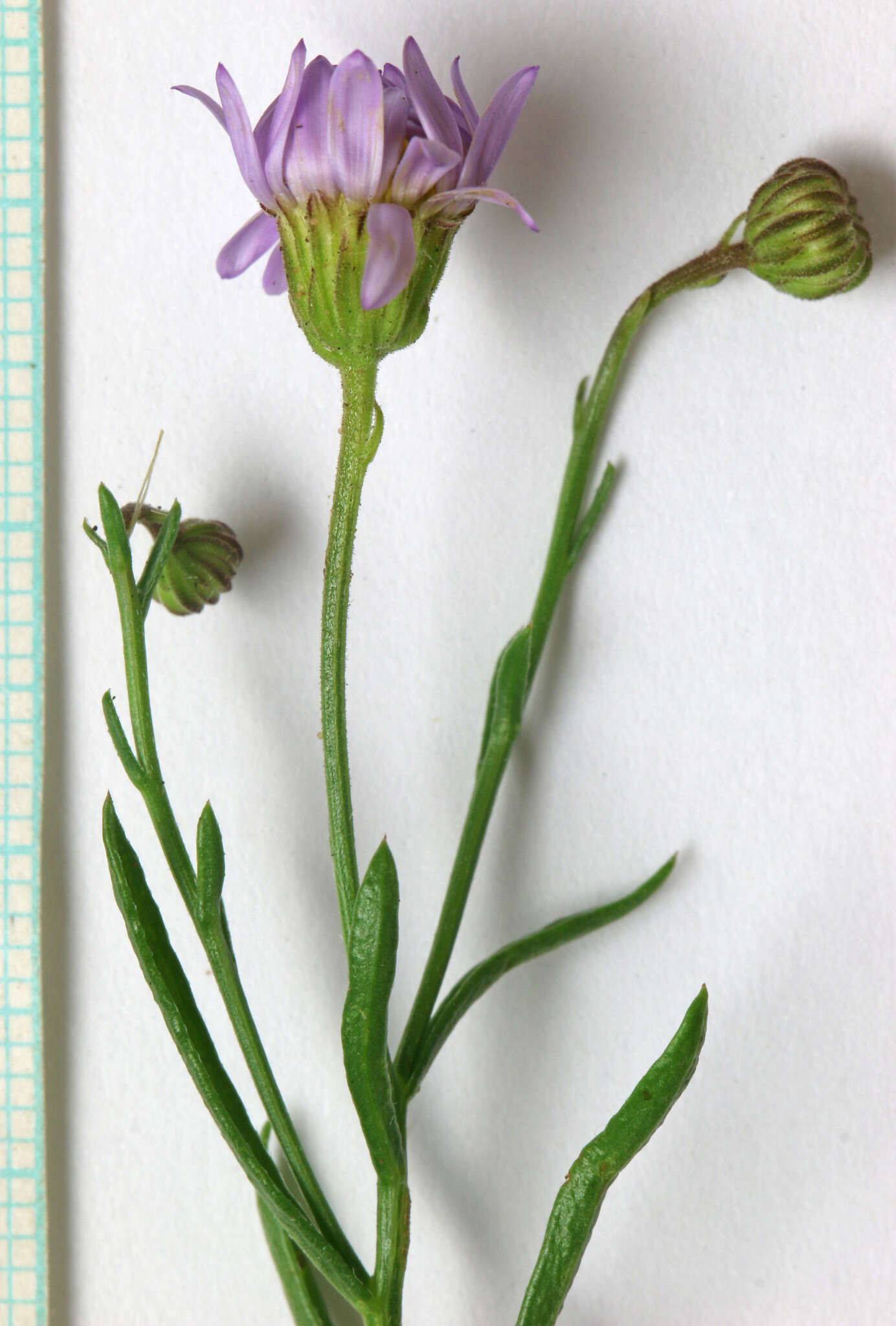 Image of sand fleabane