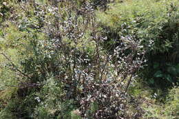 Image of Cotoneaster mongolicus Pojark.