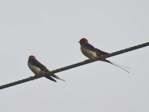 Cecropis abyssinica (Guérin-Méneville 1843)的圖片