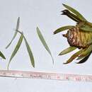 Image of Sickle-leaf conebush