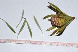 Plancia ëd Leucadendron xanthoconus (Kuntze) K. Schum.