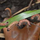 Image of Walnut Caterpillar Moth