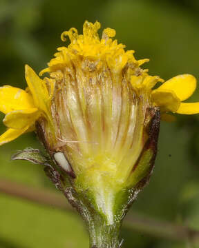 Image of Tridax coronopifolia (Kunth) Hemsl.