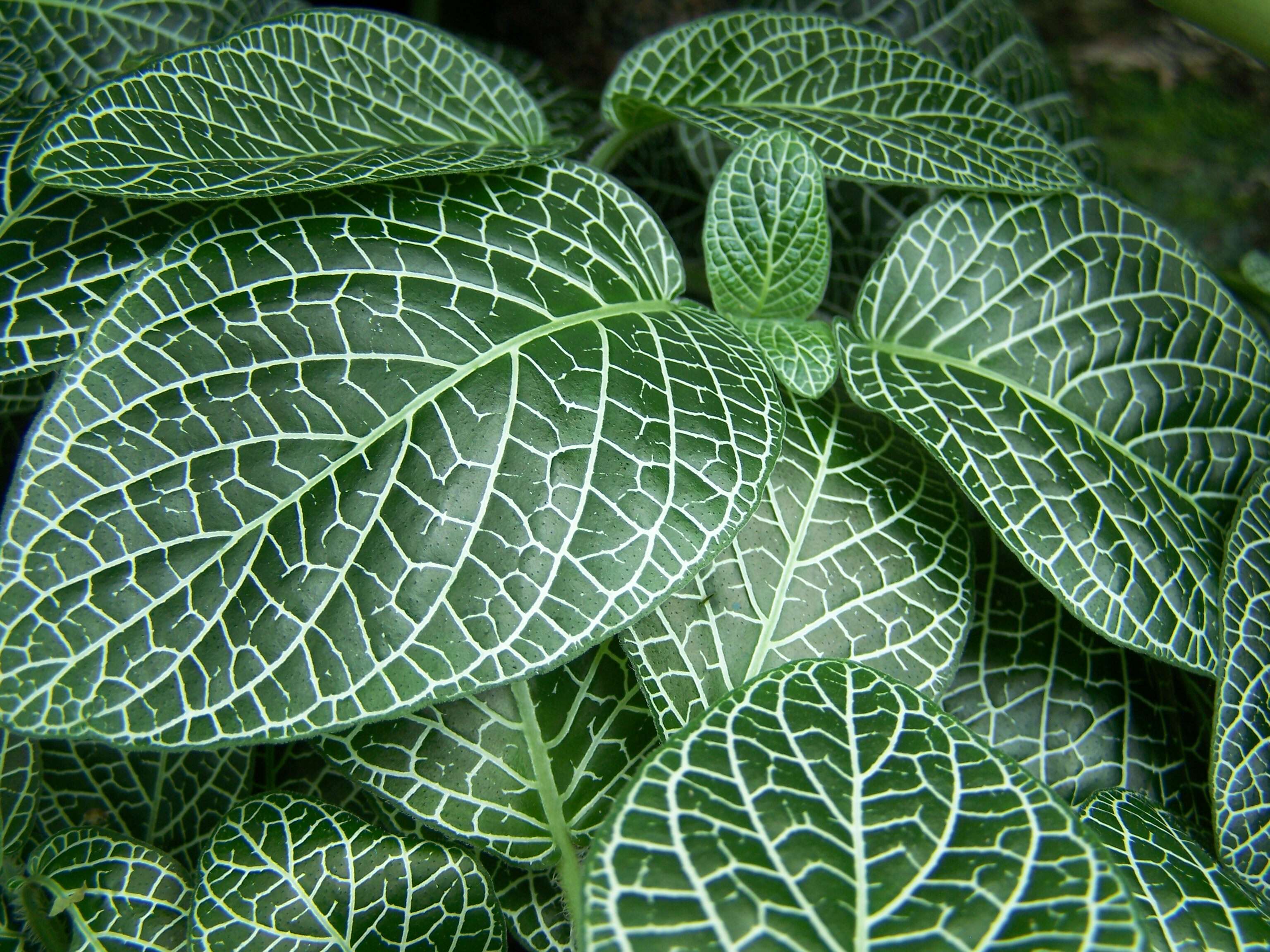 صورة Fittonia albivenis (Lindl. ex Veitch) R. K. Brummitt